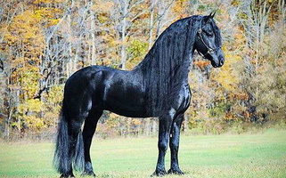 KFPS Approved Friesian Stallion Wybren 464 Sport Friesians for Provo, UT